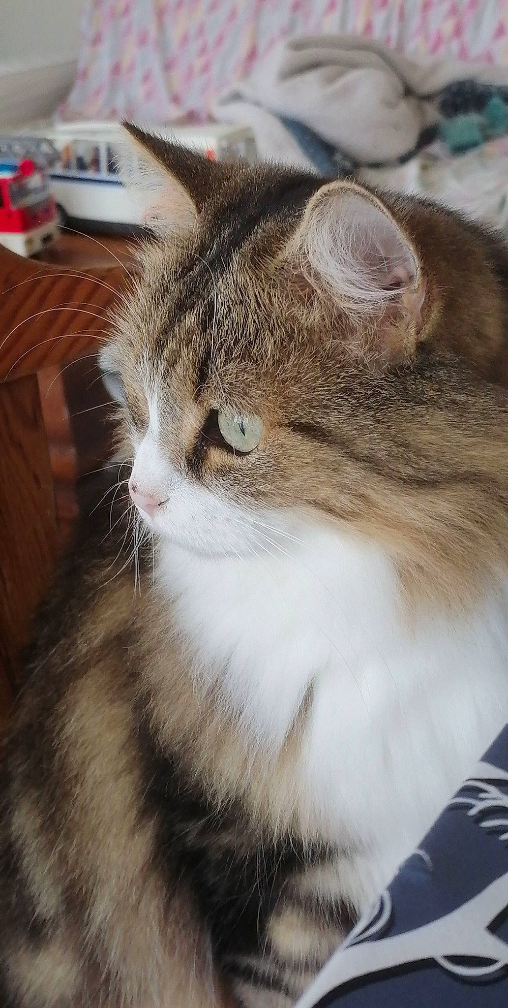 Jeep a rejoint le concours — aidez-le/la à gagner de superbes lots ! carnivore, cat, domestic_short_haired_cat, eye, felidae, fur, mammal, plant, small_to_medium_sized_cats, snout, terrestrial_animal, tree, whiskers, window, wood