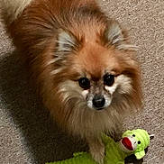 Bugsy Seigal is registered to the contest to win money with this photo: dog, pomeranian, fluffy, pet, indoor, carpet, toy, plush_toy, green_toy, animal, cute, small_dog, brown_fur, black_eyes, pet_toy, playful, domestic_animal, companion, looking_up, standing