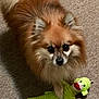 animal, black_eyes, brown_fur, carpet, companion, cute, dog, domestic_animal, fluffy, green_toy, indoor, looking_up, pet, pet_toy, playful, plush_toy, pomeranian, small_dog, standing, toy