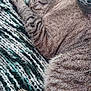 cat, tabby, sleeping, pet, feline, cozy, blanket, indoor, nap, fur, whiskers, paw, striped, closeup, resting, cute, domestic_animal, animal, soft, relaxation