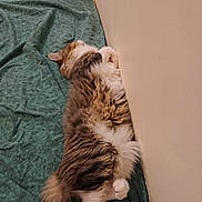 Mimine a rejoint le concours — aidez-le/la à gagner de superbes lots ! animal, blanket, cat, cozy, cute, domestic, feline, fluffy, fur, home, indoor, nap, paws, pet, relaxed, resting, sleeping, soft, tail, whiskers