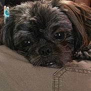 Queen joined the competition — help win amazing prizes! dog, pet, resting, close_up, fur, face, eyes, cute, indoors, cozy, fabric, beige, patterned_background, animal, companion, relaxed, mammal, portrait, snout, whiskers