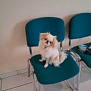Vasco participe au concours pour gagner de l'argent avec cette photo : animal, calm, chair, companion, cute, dog, domestic_animal, floor, fluffy, fur, indoor, looking, metal_legs, pet, seat, small_dog, teal_chair, tile_floor, waiting, white_dog