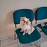 animal, calm, chair, companion, cute, dog, domestic_animal, floor, fluffy, fur, indoor, looking, metal_legs, pet, seat, small_dog, teal_chair, tile_floor, waiting, white_dog