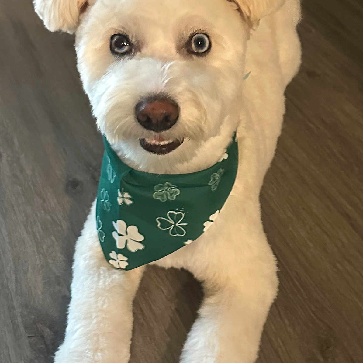 Cooper is registered to the contest to win money with this photo: accessories, animal, bandana, canine, dog, eskimodog, formalwear, headband, pet, poodle, puppy, snout, terrier, tie, whitedog