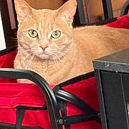 Taz joined the competition — help win amazing prizes! carrier, cat, closeup, cozy, domestic_cat, ears, fabric, face, furniture, green_eyes, indoor, metal_frame, orange_tabby, pet, portrait, red_bag, sitting, tabby, table_edge, whiskers
