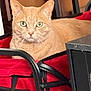carrier, cat, closeup, cozy, domestic_cat, ears, fabric, face, furniture, green_eyes, indoor, metal_frame, orange_tabby, pet, portrait, red_bag, sitting, tabby, table_edge, whiskers