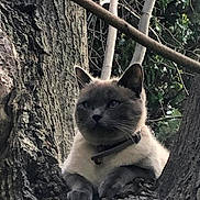 Miamiaou a rejoint le concours — aidez-le/la à gagner de superbes lots ! animal, branch, cat, closeup, collar, ears, eyes, face, fur, greenery, mammal, nature, outdoor, paw, pet, resting, tree, trunk, whiskers, wildlife