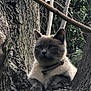 animal, branch, cat, closeup, collar, ears, eyes, face, fur, greenery, mammal, nature, outdoor, paw, pet, resting, tree, trunk, whiskers, wildlife