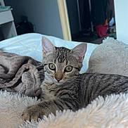 Athena participe au concours pour gagner de l'argent avec cette photo : cat, kitten, tabby, indoor, bed, blanket, fluffy, fur, animal, pet, cute, resting, cozy, comfort, young, whiskers, ears, eyes, soft, relaxed