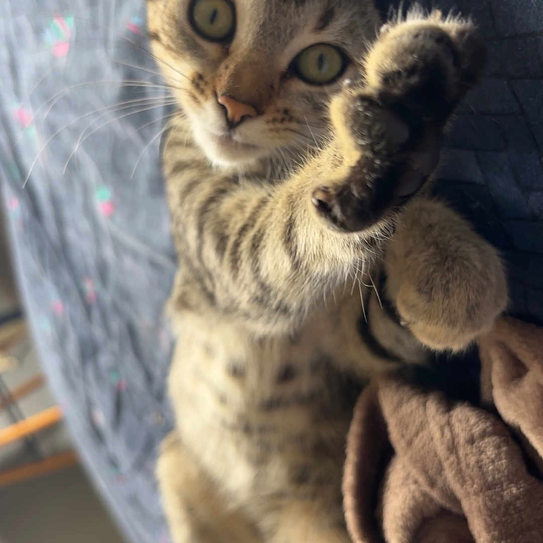Athena a rejoint le concours — aidez-le/la à gagner de superbes lots ! animal, bed, blanket, cat, closeup, cozy, curious, cute, eyes, feline, fur, indoor, paw, pet, playful, resting, soft, striped, tabby, whiskers