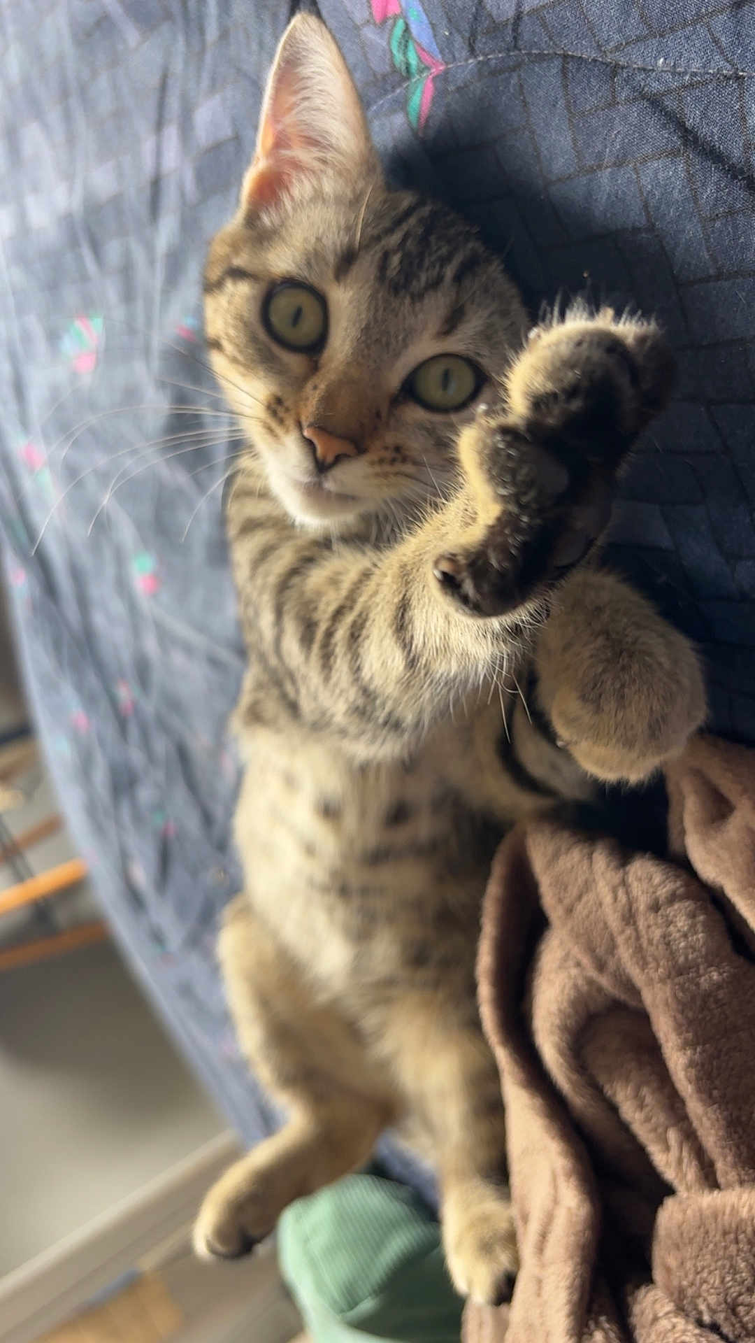 Athena a rejoint le concours — aidez-le/la à gagner de superbes lots ! cat, tabby, paw, bed, blanket, indoor, pet, feline, closeup, curious, whiskers, striped, animal, cute, resting, cozy, soft, fur, eyes, playful