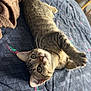 Athena a rejoint le concours — aidez-le/la à gagner de superbes lots ! cat, tabby, pet, indoor, bed, quilt, patterned, feline, whiskers, paws, curious, cute, animal, resting, striped, playful, fur, domestic, relaxed, looking