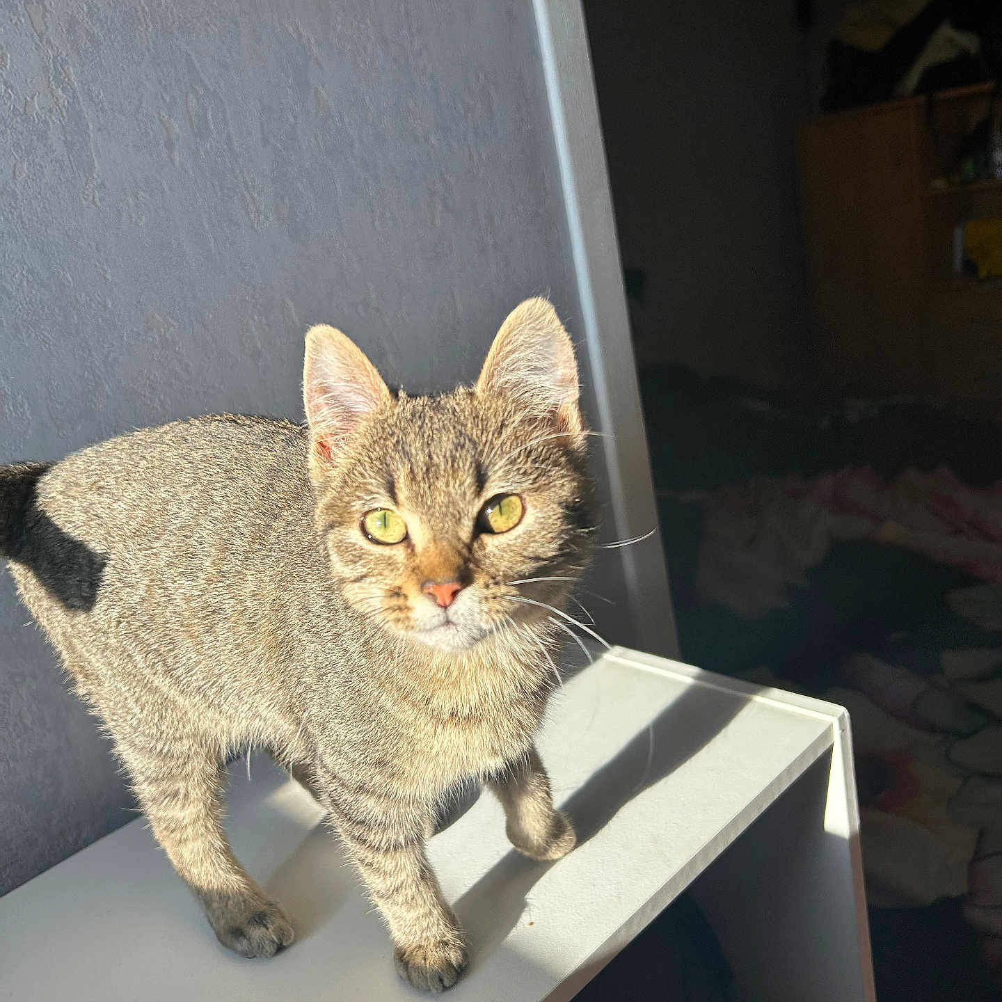 Nala a rejoint le concours — aidez-le/la à gagner de superbes lots ! abyssinian, animal, bookcase, cat, desk, furniture, hardwood, kitten, manx, pet, plywood, shelf, table, wood