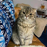 Leo is registered to the contest to win money with this photo: blanket, blue_pillow, cat, couch, cozy, curious, decor, feline, fur, furniture, home, indoor, lamp, leather, living_room, pet, pillow, scottish_fold, sitting, whiskers