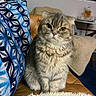 blanket, blue_pillow, cat, couch, cozy, curious, decor, feline, fur, furniture, home, indoor, lamp, leather, living_room, pet, pillow, scottish_fold, sitting, whiskers