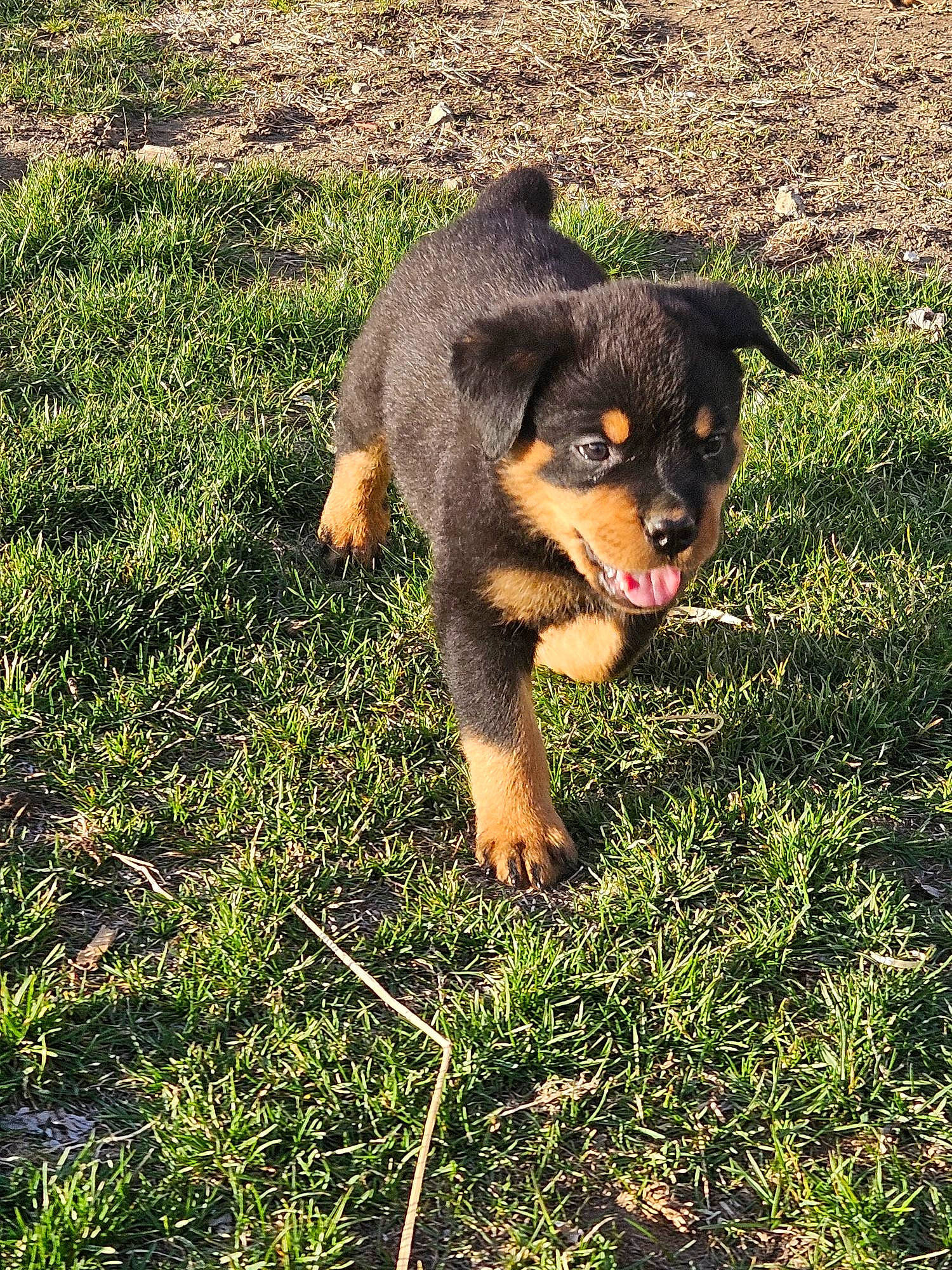 Goose joined the competition — help win amazing prizes! canidae, carnivore, companion_dog, dog, dog_breed, fawn, grass, grassland, groundcover, guard_dog, hunting_dog, paw, people_in_nature, plant, puppy, shadow, snout, sporting_group, terrestrial_animal, working_dog