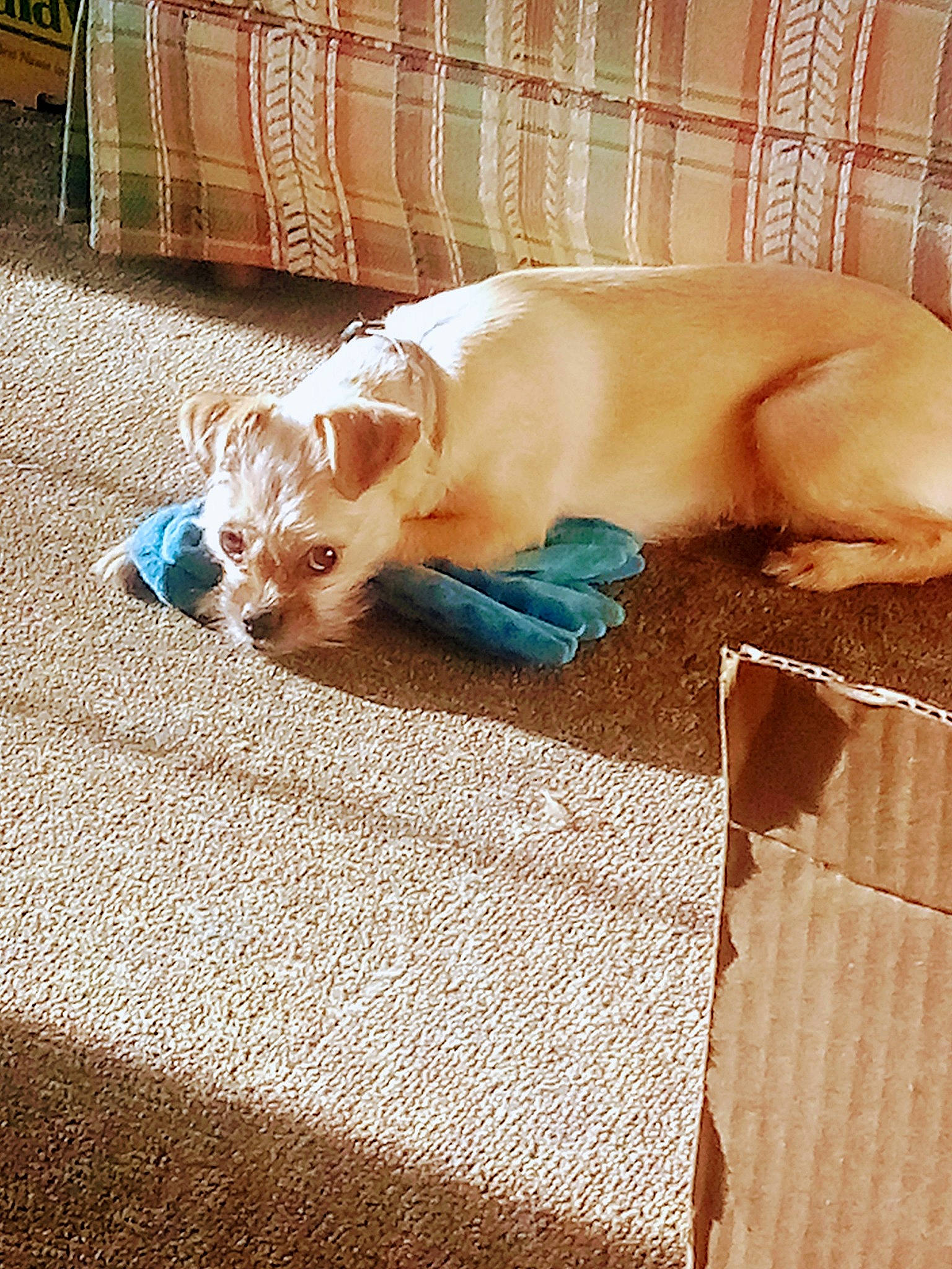 Bindi is registered to the contest to win money with this photo: canidae, carnivore, comfort, companion_dog, couch, dog, dog_breed, dog_supply, fawn, flooring, fur, hardwood, linens, snout, sporting_group, tail, vertebrate, whiskers, wood, working_animal