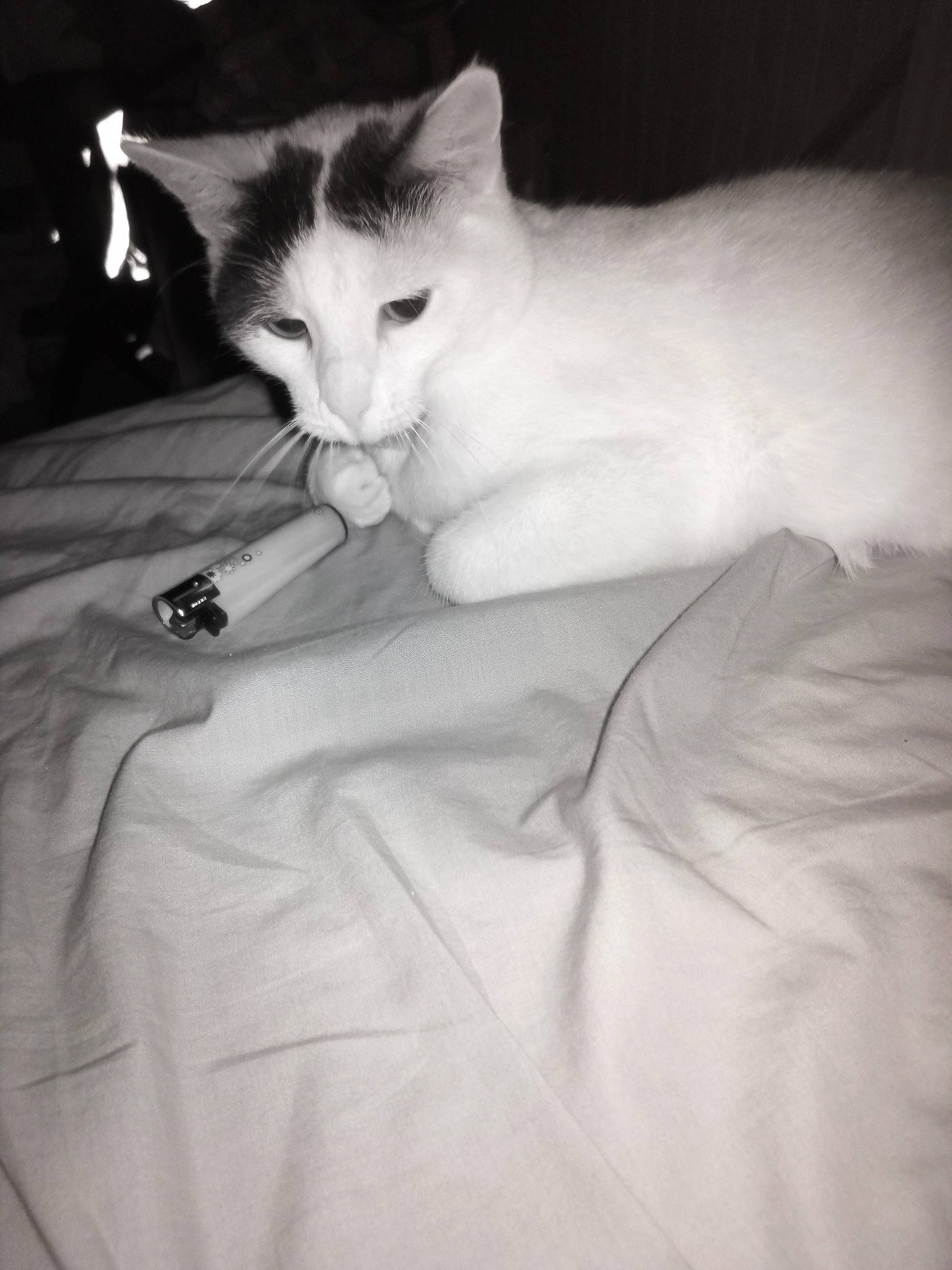 Kana a rejoint le concours — aidez-le/la à gagner de superbes lots ! carnivore, cat, comfort, darkness, domestic_short_haired_cat, felidae, flash_photography, formal_wear, fur, grey, linens, monochrome, monochrome_photography, paw, sitting, small_to_medium_sized_cats, snout, tail, whiskers