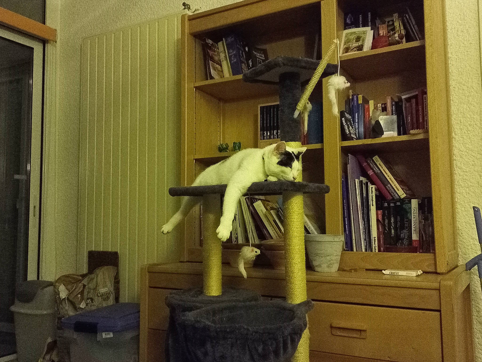 Kana a rejoint le concours — aidez-le/la à gagner de superbes lots ! book, bookcase, building, cabinetry, carnivore, chest_of_drawers, drawer, felidae, floor, flooring, furniture, grey, hardwood, interior_design, living_room, property, shelf, shelving, small_to_medium_sized_cats, wood