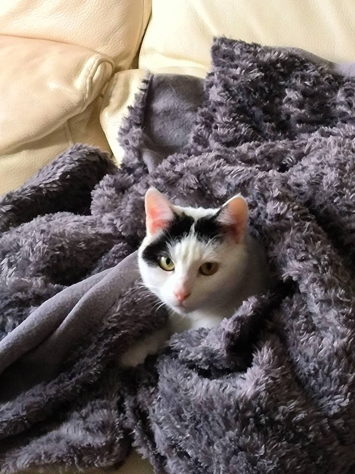 Kana participe au concours pour gagner de l'argent avec cette photo : art, carnivore, cat, cat_furniture, comfort, domestic_short_haired_cat, felidae, fur, grey, linens, paw, small_to_medium_sized_cats, tail, tree, whiskers, winter, wood