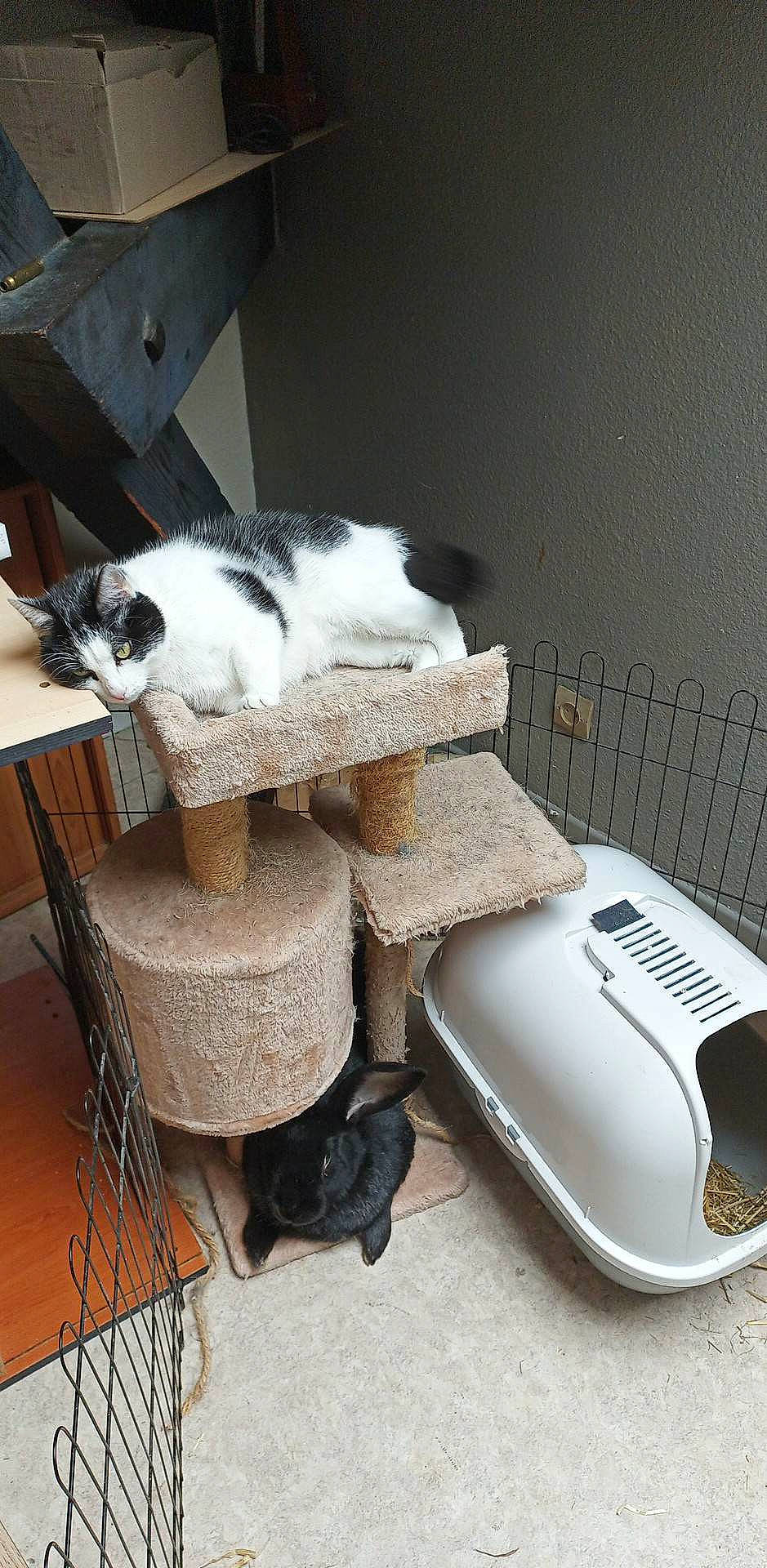 Mystie a rejoint le concours — aidez-le/la à gagner de superbes lots ! automotive_design, carnivore, cat, cat_supply, chair, comfort, domestic_short_haired_cat, felidae, floor, flooring, fur, hardwood, home_appliance, household_supply, pet_supply, small_to_medium_sized_cats, table, tail, whiskers, wood