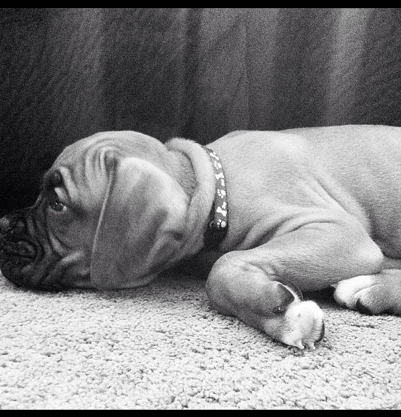 Titus joined the competition — help win amazing prizes! carnivore, comfort, companion_dog, dog, dog_breed, foot, gesture, grass, grey, human_leg, knee, monochrome, monochrome_photography, nap, paw, sitting, snout, sporting_group, still_life_photography, wrinkle