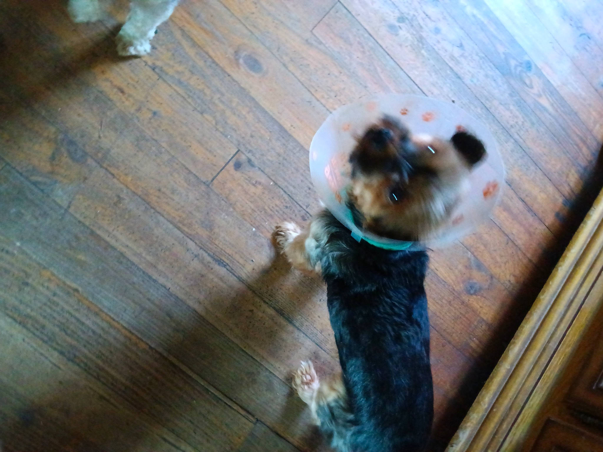 Kimi a rejoint le concours — aidez-le/la à gagner de superbes lots ! carnivore, companion_dog, dog_breed, felidae, floor, flooring, fur, hardwood, plank, small_to_medium_sized_cats, spitz, tail, toy, toy_dog, varnish, watch, whiskers, wood, wood_flooring, wood_stain