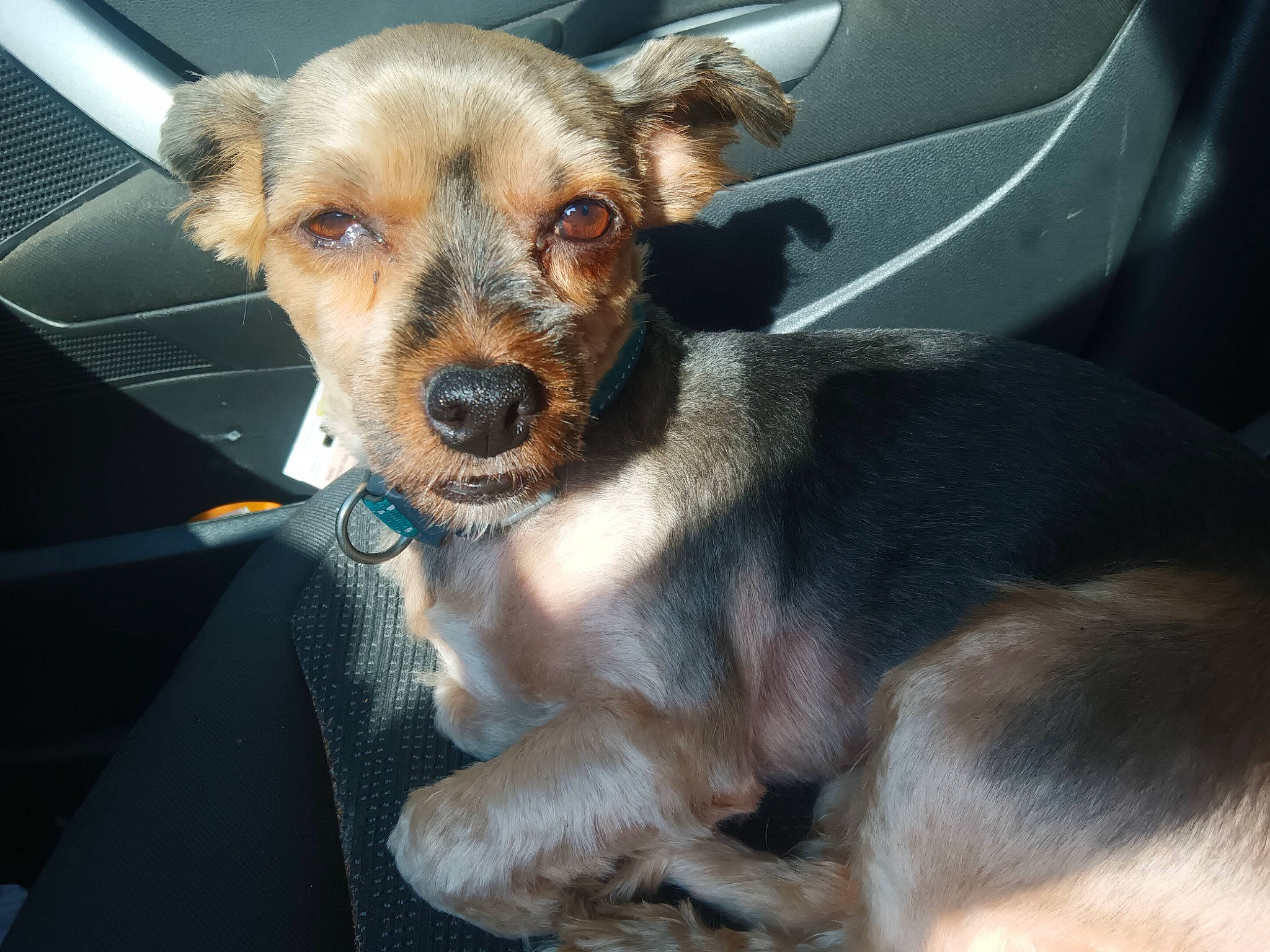 Kimi a rejoint le concours — aidez-le/la à gagner de superbes lots ! canidae, carnivore, collar, companion_dog, dog, dog_breed, dog_clothes, dog_supply, door, ear, fawn, fender, fur, snout, sporting_group, terrestrial_animal, texas_heeler, toy_dog, vehicle_door, whiskers