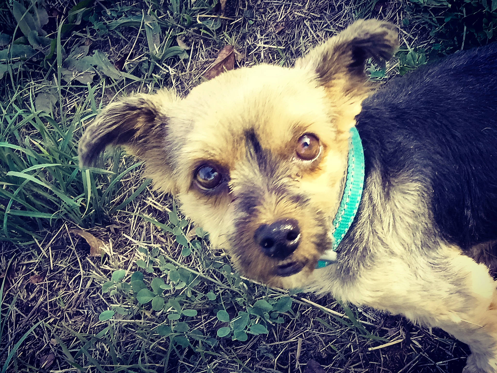 Kimi participe au concours pour gagner de l'argent avec cette photo : canidae, carnivore, companion_dog, dog, dog_breed, dog_clothes, fawn, fur, grass, happy, plant, small_terrier, snout, soil, sporting_group, terrestrial_animal, terrier, toy_dog, whiskers, working_animal