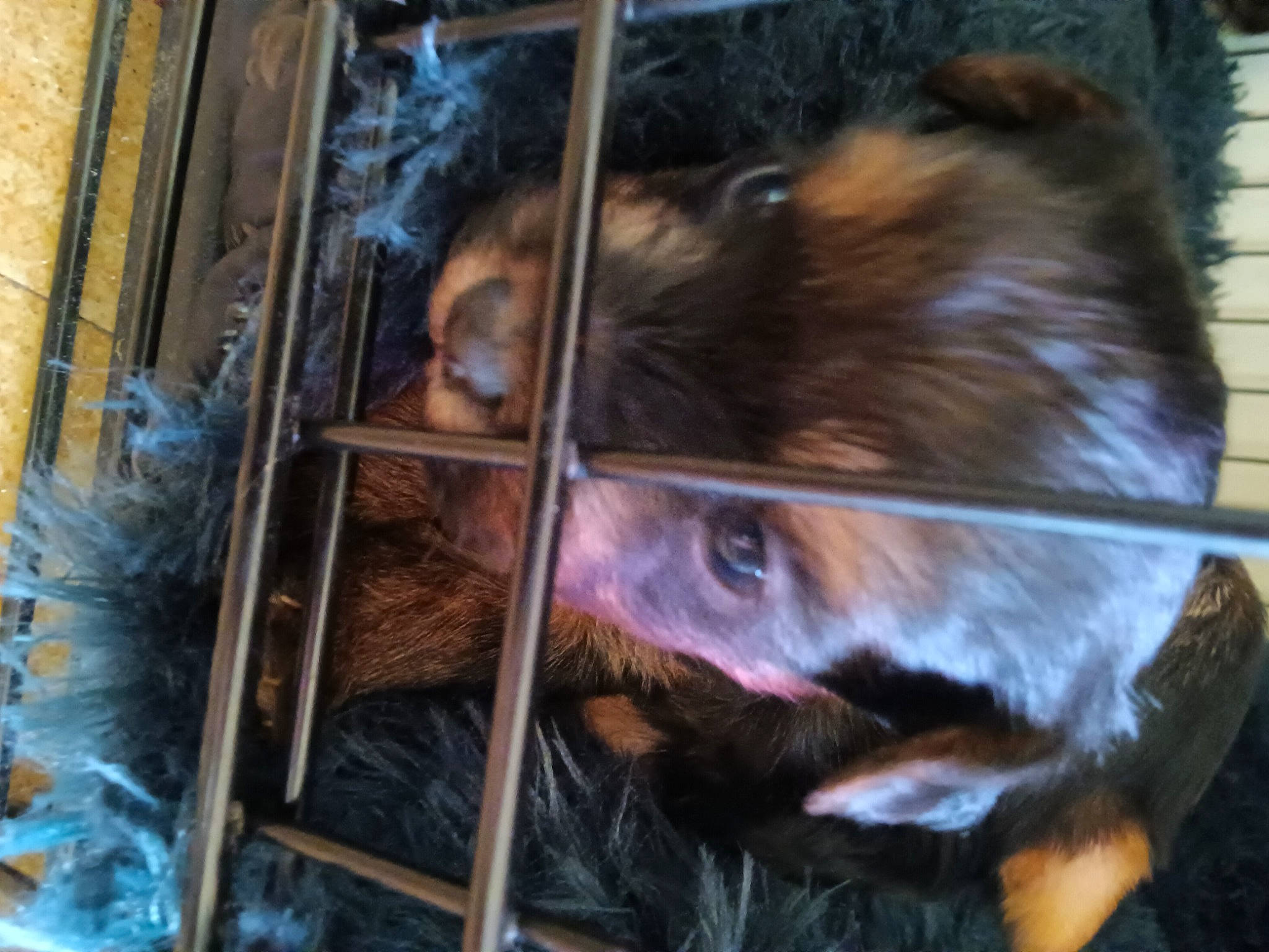 T'Choupi a rejoint le concours — aidez-le/la à gagner de superbes lots ! animal_feed, animal_shelter, cage, canidae, carnivore, claw, companion_dog, dog_breed, felidae, fur, liver, metal, pet_supply, service, snout, tail, terrestrial_animal, whiskers, wood, working_animal