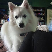 Kenta is registered to the contest to win money with this photo: animal, bookshelf, canine, closeup, companion, cozy, curious, cute, dog, domestic_animal, fluffy, friendly, fur, house, indoor, knees, looking, paw, pet, white_dog