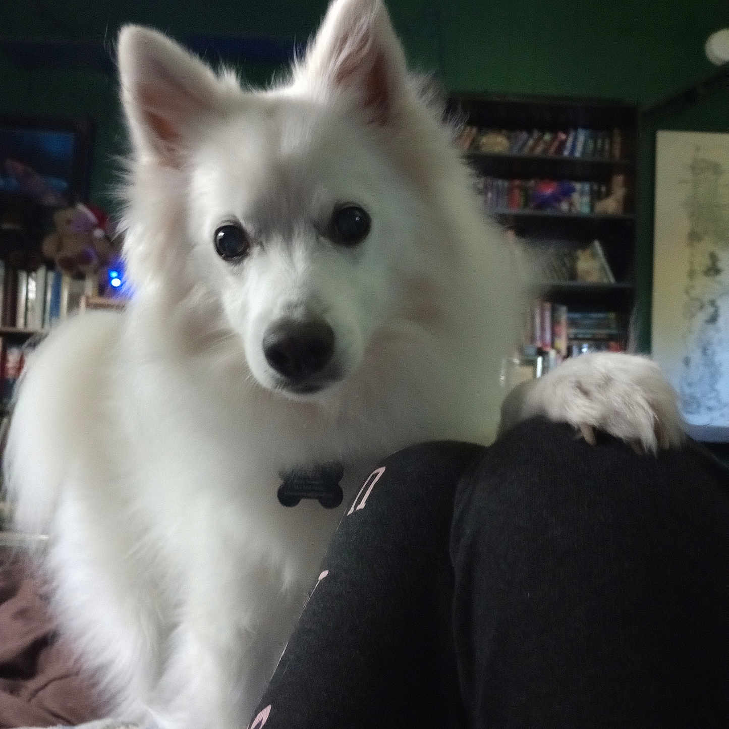 Kenta is registered to the contest to win money with this photo: animal, bookshelf, canine, closeup, companion, cozy, curious, cute, dog, domestic_animal, fluffy, friendly, fur, house, indoor, knees, looking, paw, pet, white_dog