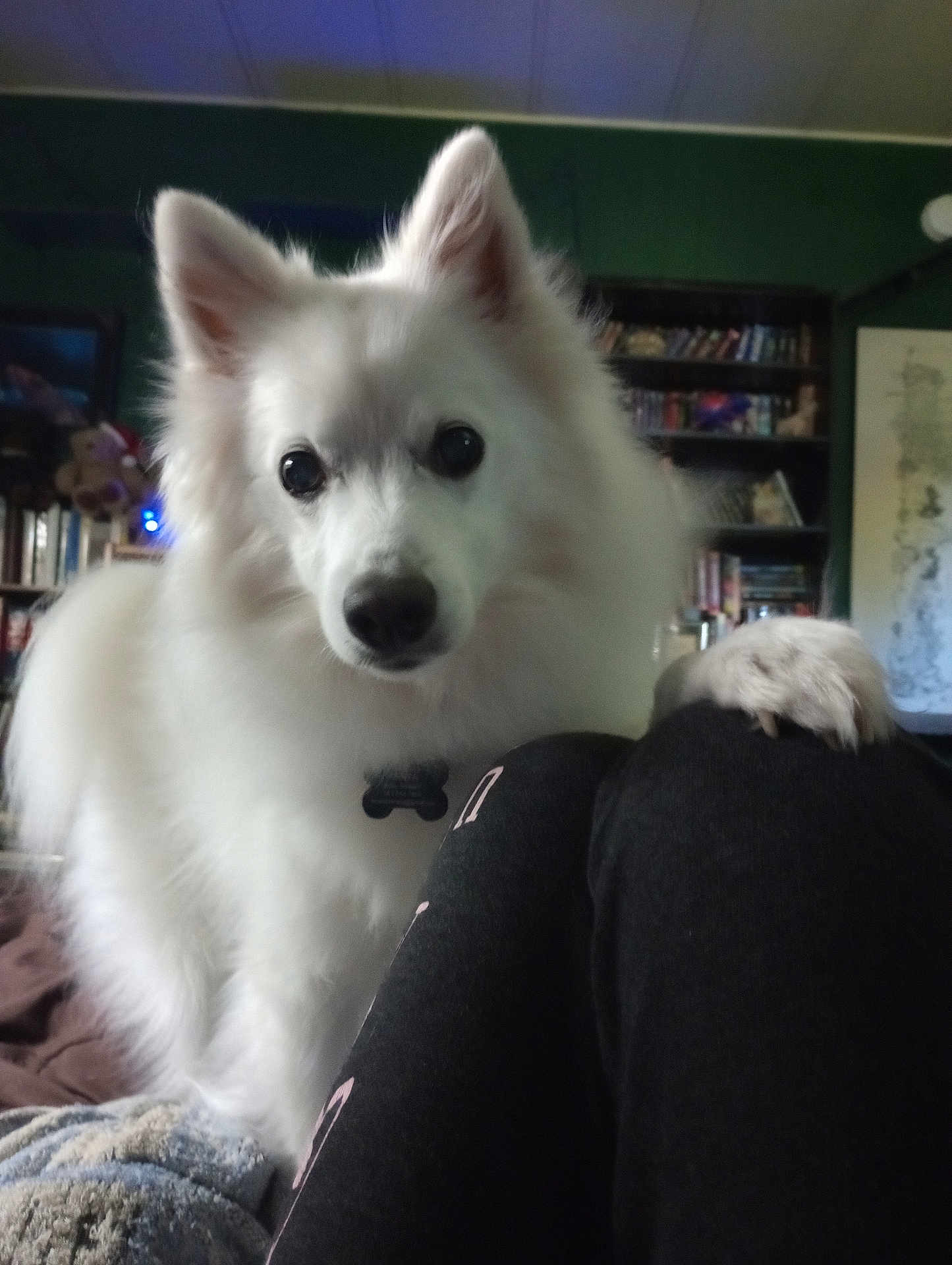 Kenta is registered to the contest to win money with this photo: animal, bookshelf, canine, closeup, companion, cozy, curious, cute, dog, domestic_animal, fluffy, friendly, fur, house, indoor, knees, looking, paw, pet, white_dog