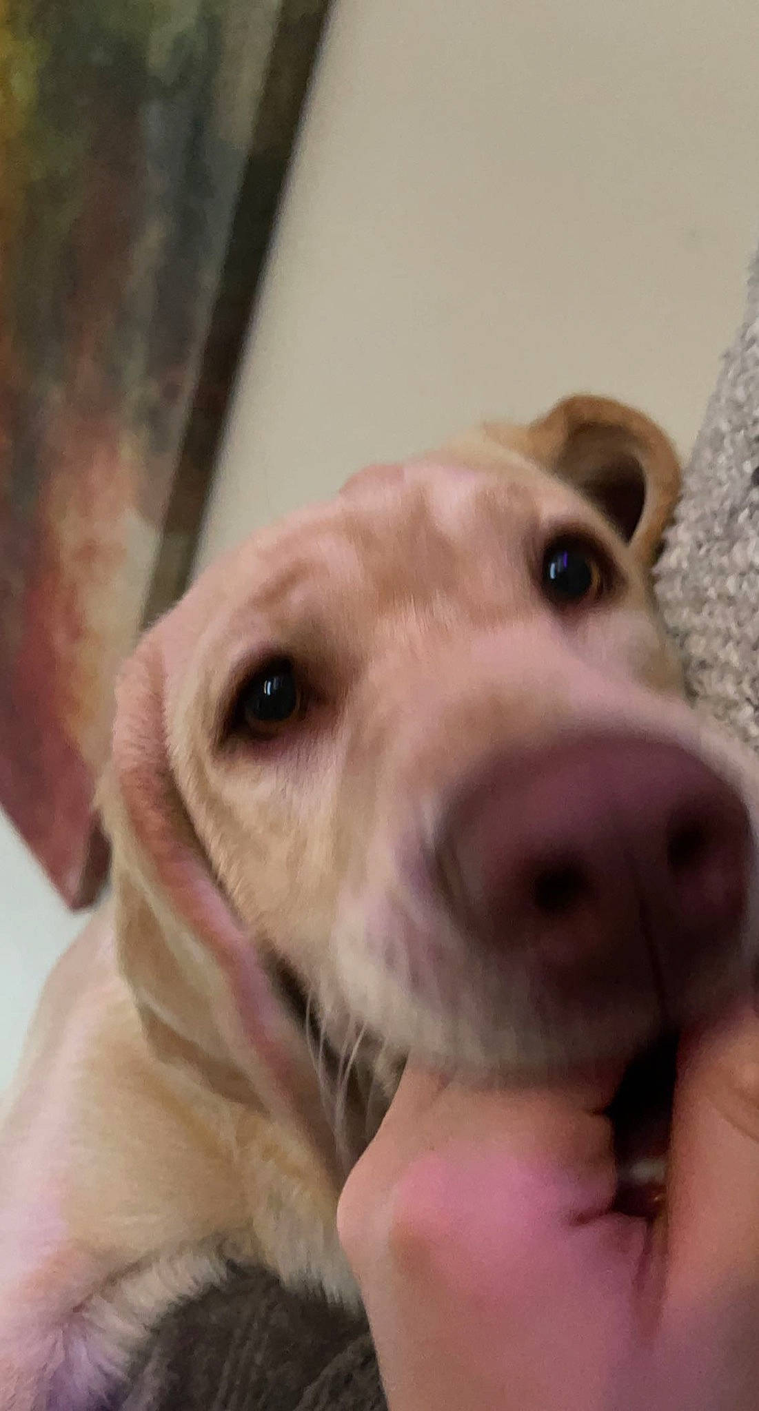 Olive is registered to the contest to win money with this photo: canidae, carnivore, collar, companion_dog, dog, dog_breed, dog_collar, ear, fang, fawn, fur, liver, paw, pet_supply, selfie, smile, snout, sporting_group, whiskers, working_animal