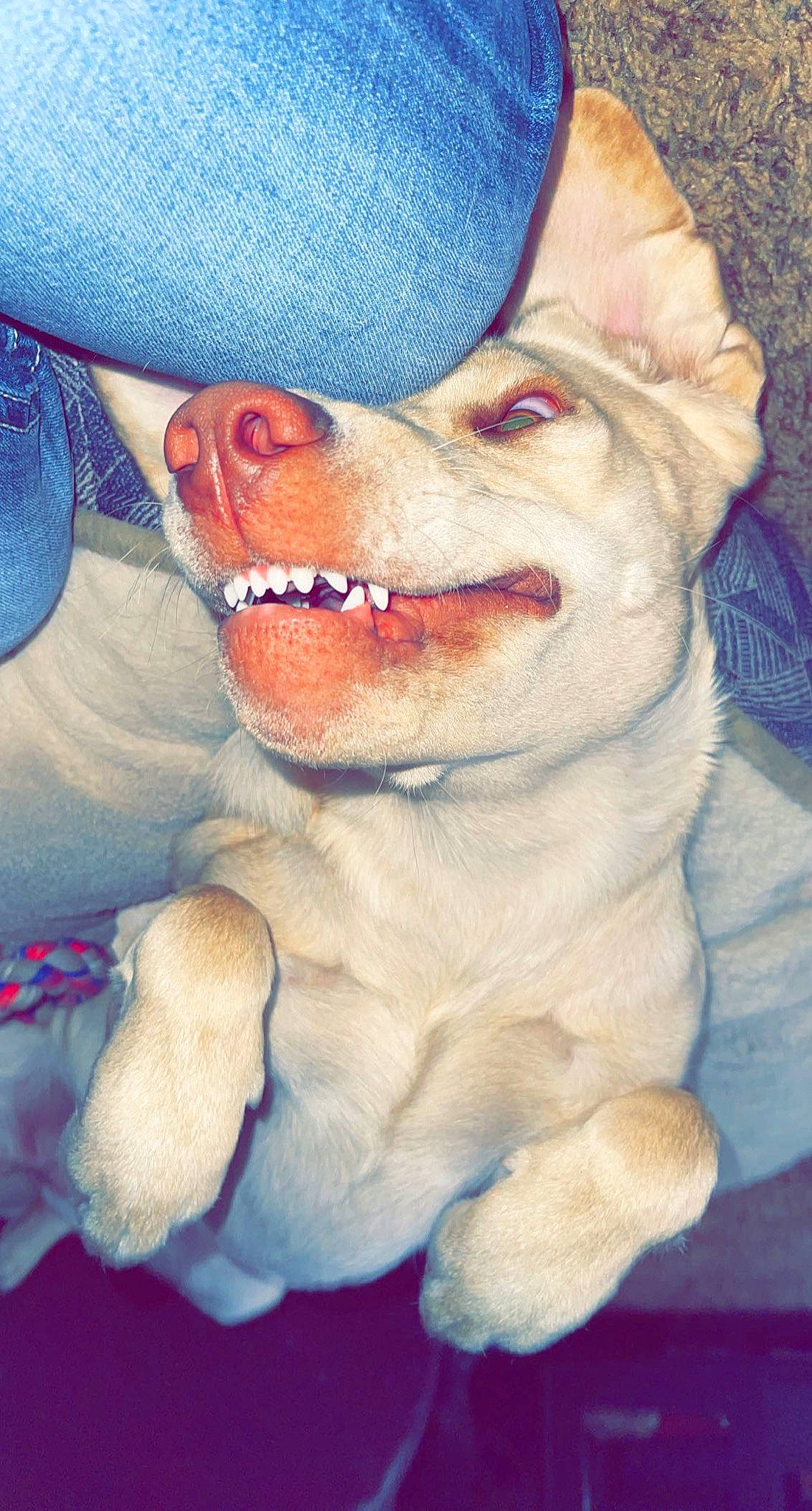 Olive is registered to the contest to win money with this photo: blue, canidae, carnivore, companion_dog, dog, dog_breed, electric_blue, fawn, felidae, fictional_character, fur, gesture, glasses, happy, jaw, nose, smile, snout, toy, whiskers