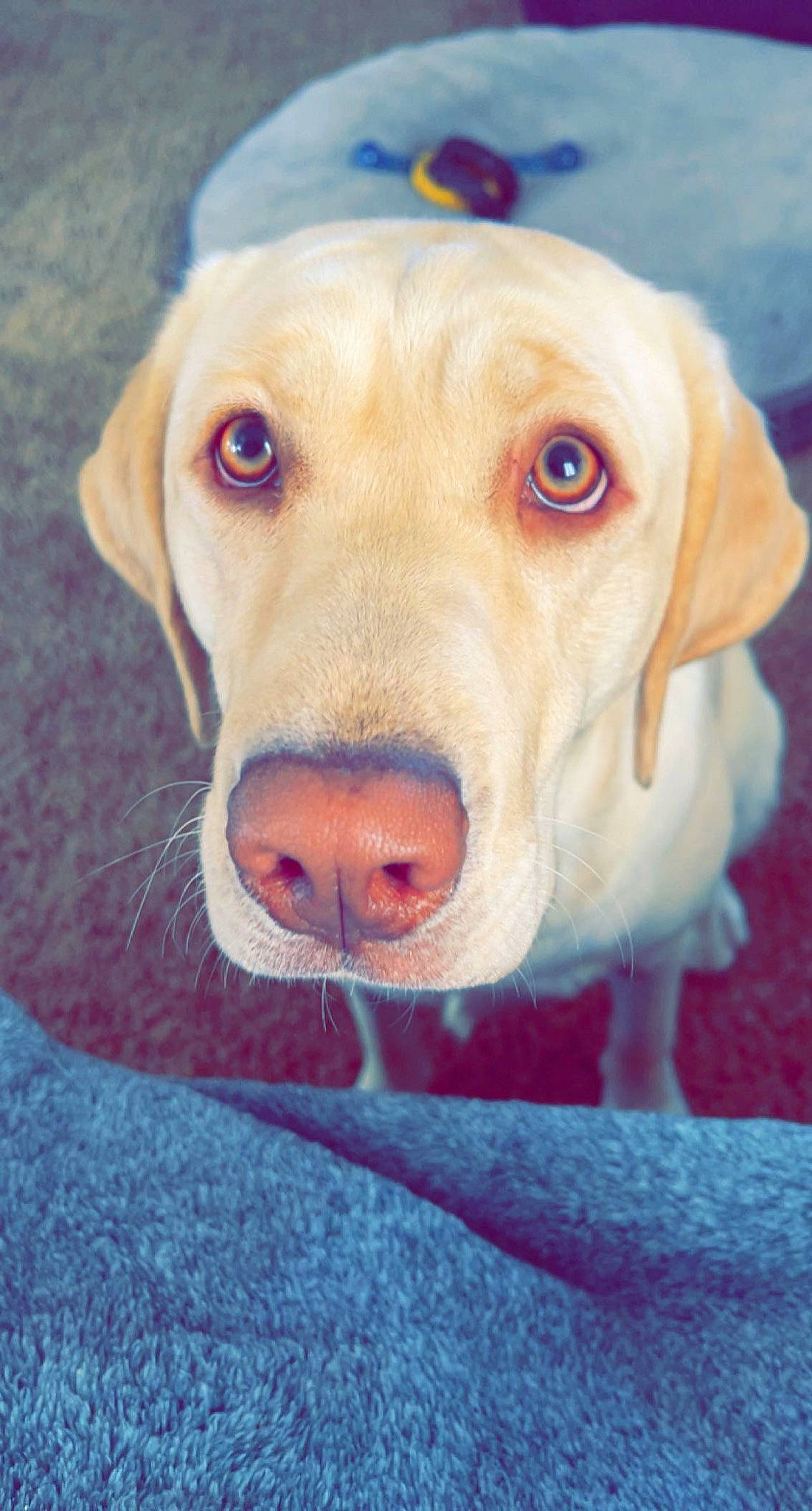 Olive joined the competition — help win amazing prizes! canidae, carnivore, collar, companion_dog, dog, dog_breed, ear, eye, fawn, fur, happy, head, jaw, liver, pet_supply, smile, snout, sporting_group, whiskers, working_animal