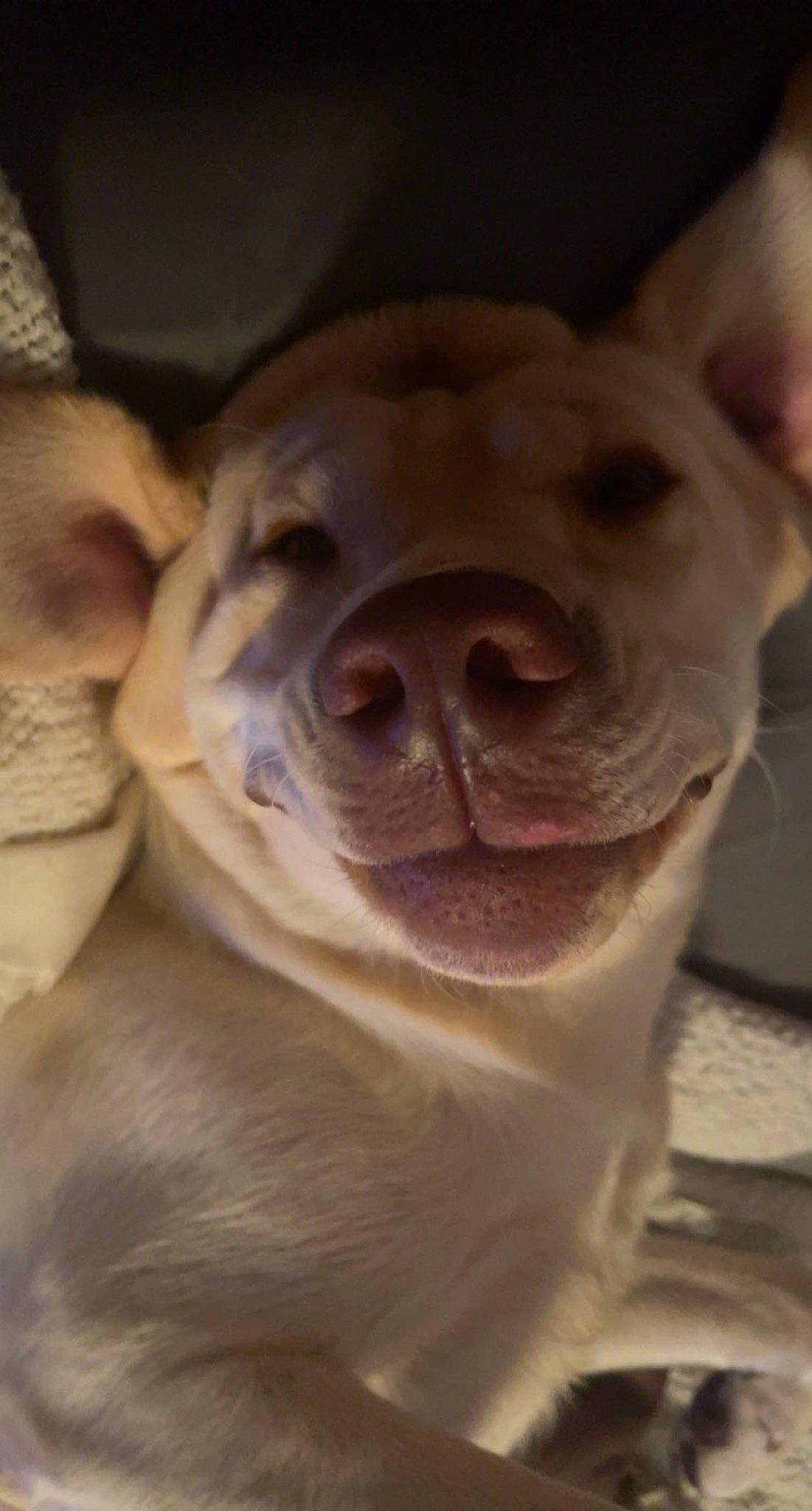 Olive is registered to the contest to win money with this photo: canidae, carnivore, close_up, companion_dog, dog, dog_breed, ear, fang, fawn, fur, jaw, puppy, selfie, sporting_group, street_dog, terrestrial_animal, toy_dog, whiskers, working_animal, wrinkle