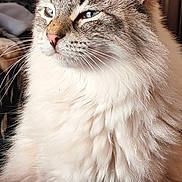 Taranis a rejoint le concours — aidez-le/la à gagner de superbes lots ! cat, fluffy, portrait, indoor, pet, fur, whiskers, ears, eyes, relaxed, bed, blanket, feline, domestic_animal, close_up, animal, cute, soft, calm, resting