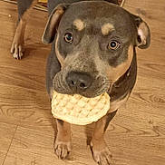Leo is registered to the contest to win money with this photo: dog, waffle, wooden_floor, indoor, pet, animal, food_in_mouth, brown_dog, flooring, looking_up, ears, snout, paws, domestic_animal, cute, standing, household, kitchen, curious, closeup