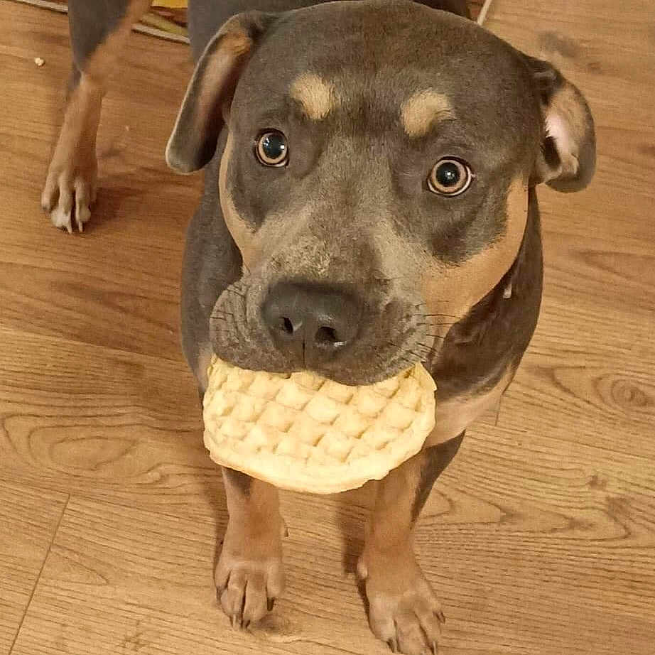 Leo is registered to the contest to win money with this photo: animal, brown_dog, closeup, curious, cute, dog, domestic_animal, ears, flooring, food_in_mouth, household, indoor, kitchen, looking_up, paws, pet, snout, standing, waffle, wooden_floor