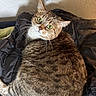 cat, tabby, green_eyes, pet, feline, fur, whiskers, indoor, cozy, jacket, blanket, texture, looking_back, cute, animal, domestic, closeup, resting, soft, comfortable