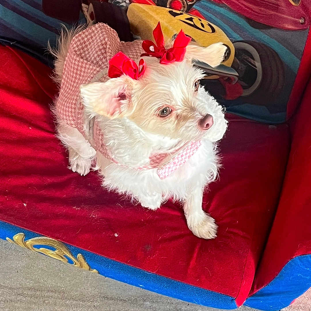 Dory joined the competition — help win amazing prizes! dog, white_dog, pet, cute, pink_bows, pink_outfit, children_chair, cartoon_characters, mickey_mouse, race_car, indoor, floor, adorable, animal, small_dog, fur, sitting, looking_away, playful, colorful