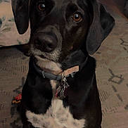 Penny joined the competition — help win amazing prizes! dog, black_dog, pet, indoor, collar, tags, curious, loyal, sitting, floor, carpet, fur, ears, eyes, nose, animal, domestic, mammal, portrait, companion