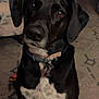 dog, black_dog, pet, indoor, collar, tags, curious, loyal, sitting, floor, carpet, fur, ears, eyes, nose, animal, domestic, mammal, portrait, companion