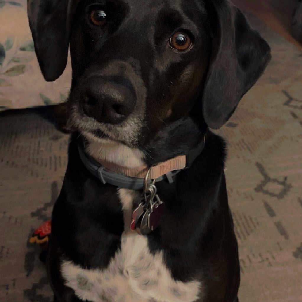 Penny joined the competition — help win amazing prizes! animal, black_dog, carpet, collar, companion, curious, dog, domestic, ears, eyes, floor, fur, indoor, loyal, mammal, nose, pet, portrait, sitting, tags