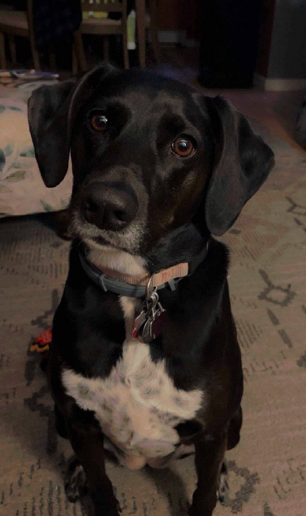 Penny joined the competition — help win amazing prizes! dog, black_dog, pet, indoor, collar, tags, curious, loyal, sitting, floor, carpet, fur, ears, eyes, nose, animal, domestic, mammal, portrait, companion