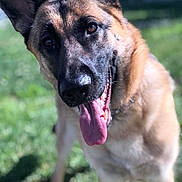 Remi is registered to the contest to win money with this photo: animal, black, brown, canine, close_up, daytime, dog, ears_up, friendly, fur, german_shepherd, grass, happy, nature, outdoor, pet, playful, portrait, sunlight, tongue_out
