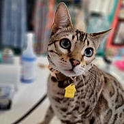 Lucy is registered to the contest to win money with this photo: cat, domestic_cat, pet, animal, curious, collar, tag, indoor, blurred_background, feline, closeup, whiskers, ears, eyes, spotted, fur, sitting, looking, portrait, mammal