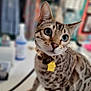 cat, domestic_cat, pet, animal, curious, collar, tag, indoor, blurred_background, feline, closeup, whiskers, ears, eyes, spotted, fur, sitting, looking, portrait, mammal
